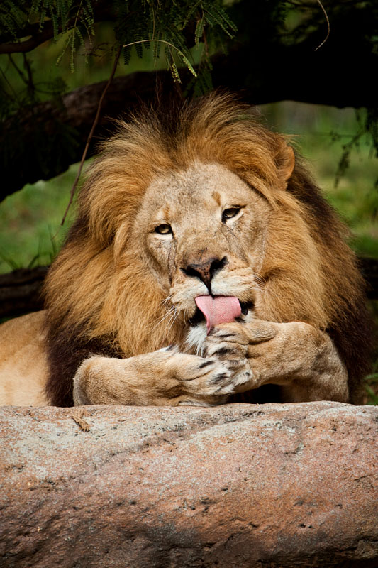 lion manicure