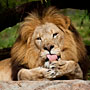 lion manicure