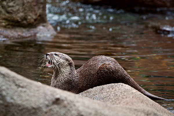 otter