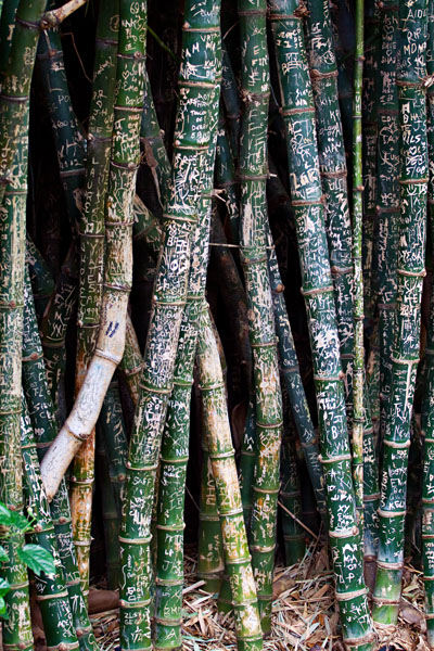 bamboo grafitti