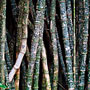 bamboo grafitti
