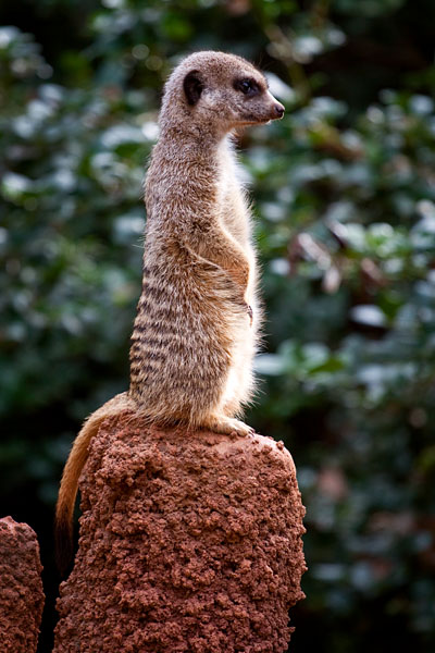 meerkat