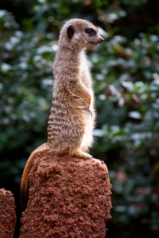 meerkat
