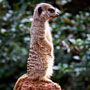meerkat