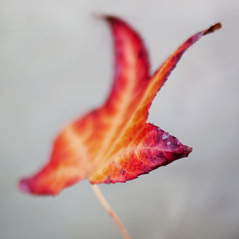 autumn colour palette