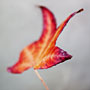 autumn colour palette