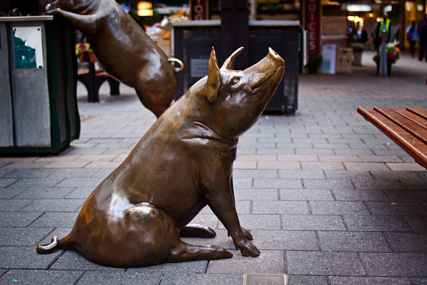 sitting pig, frozen in time