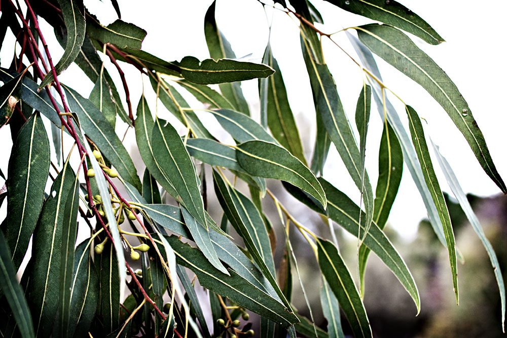 gum leaves