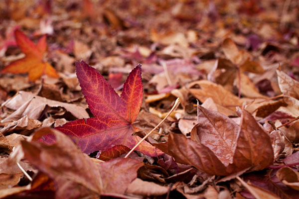autumn leaf carpet