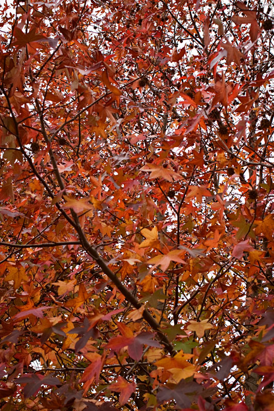 orange leaves