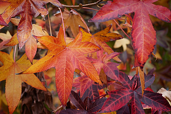 autumn orange