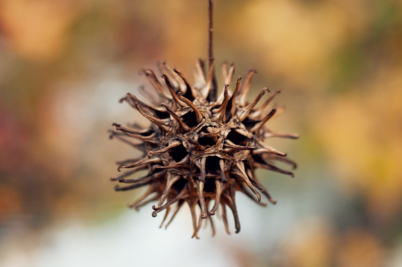 seed pod
