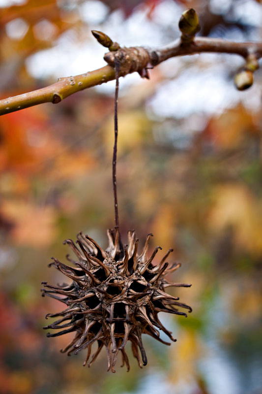 seed pod hanging around