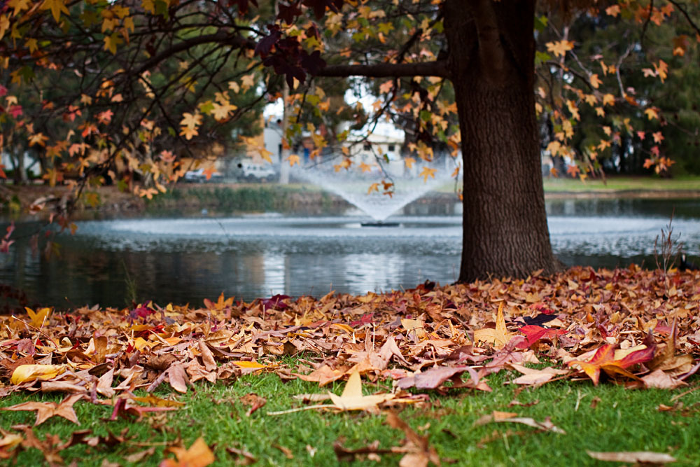 autumn carpet