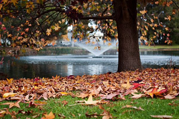 autumn carpet