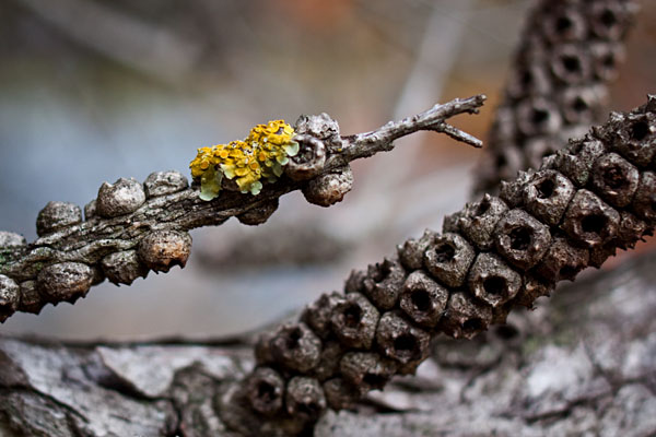 a splash of yellow