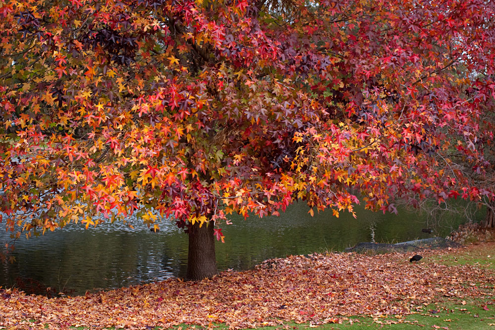 autum leaves