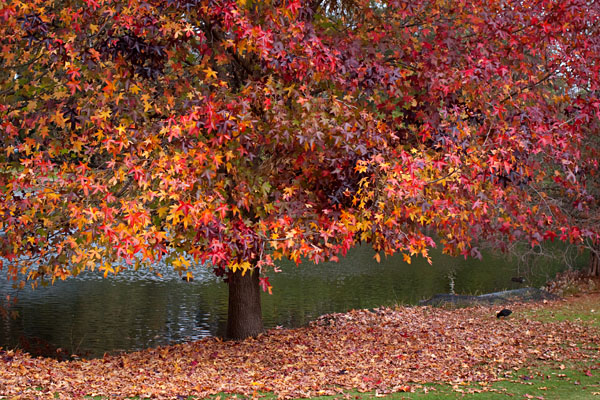 autum leaves