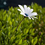 solitude