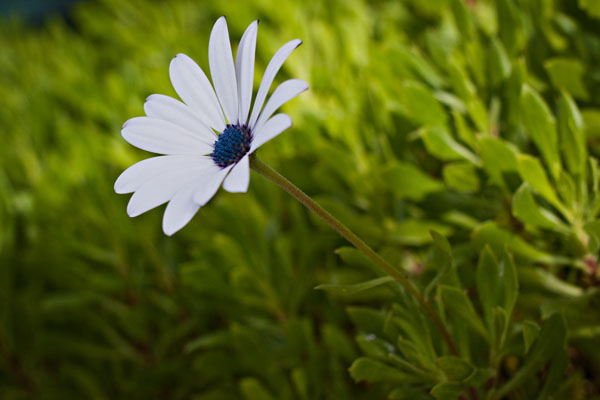 white flower