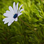 white flower