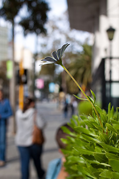lonely flower in the city