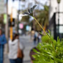 lonely flower in the city