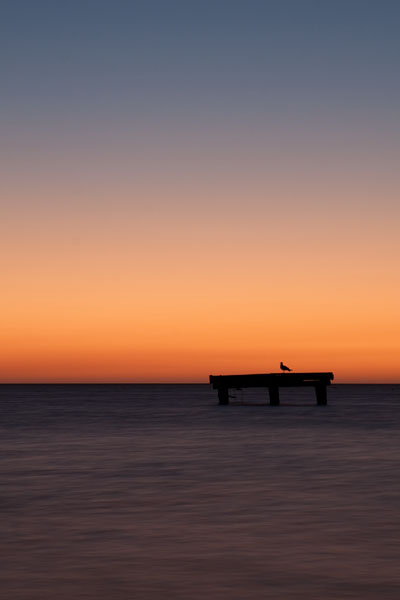 seagull silhouette at sunset