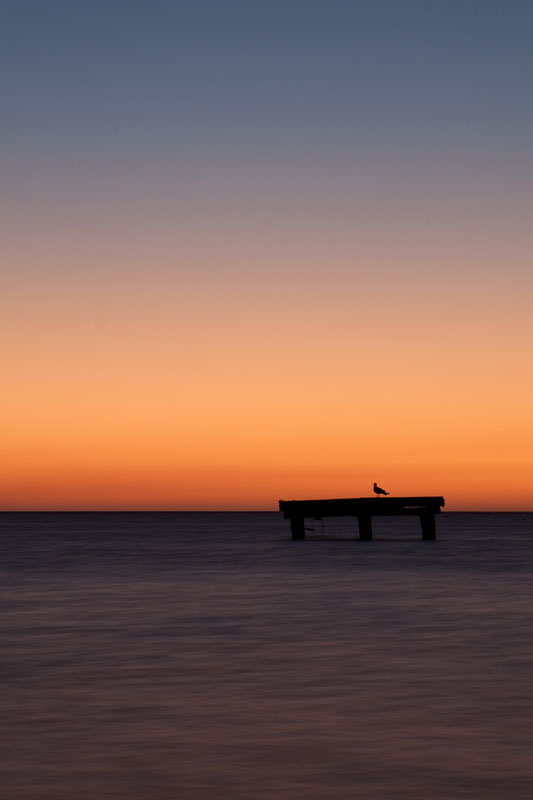 seagull silhouette at sunset
