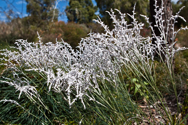 Tree Smokebush