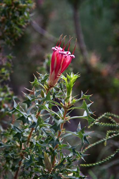 Prickly Honeysuckle
