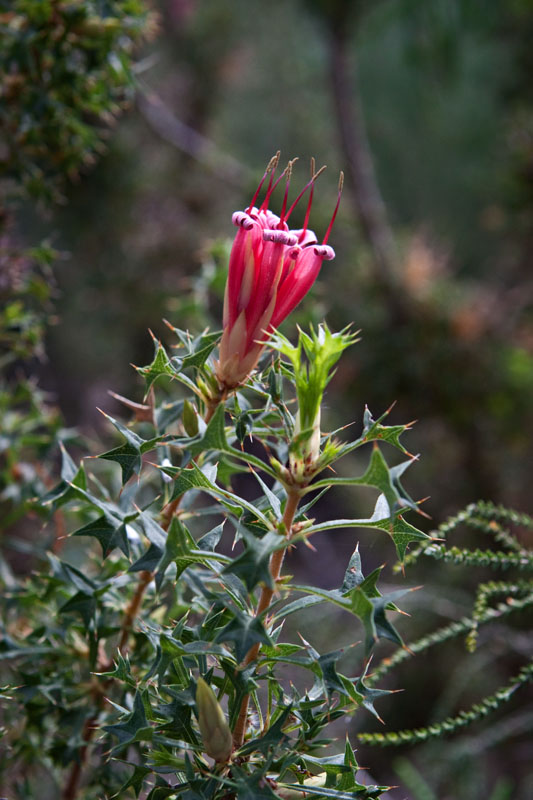 Prickly Honeysuckle