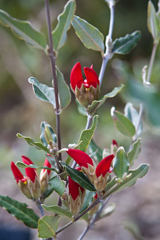 Dark Pea-Bush