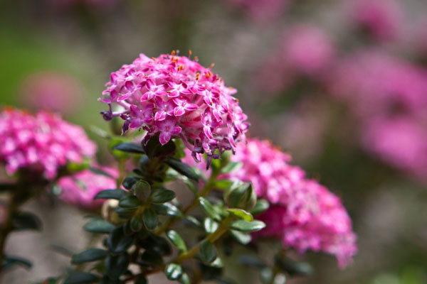 Pimelea ferruginea