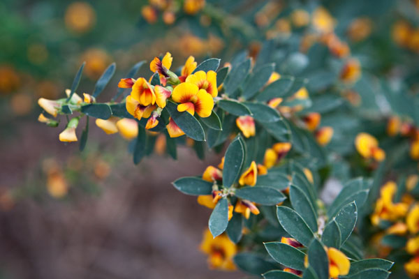Eutaxia myrtifolia
