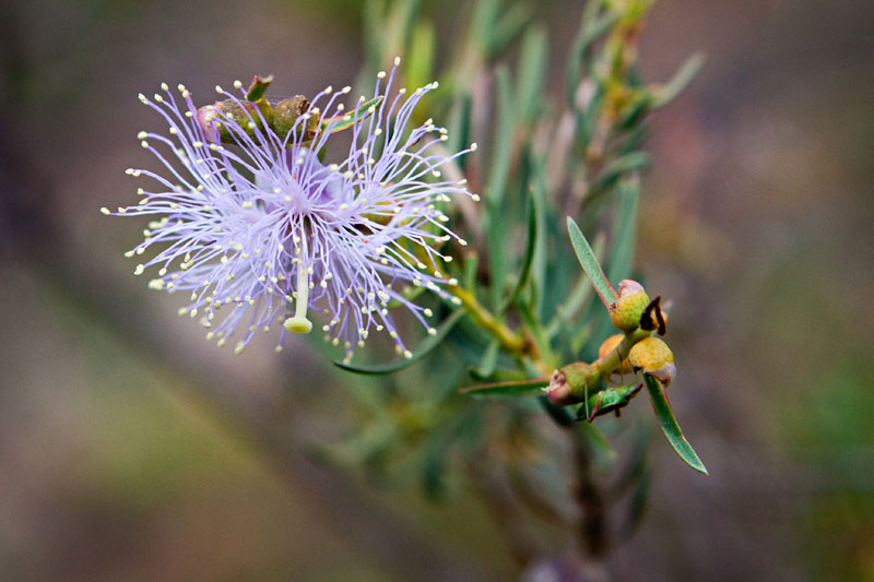 purple eucalyptus flower