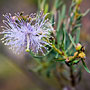 purple eucalyptus flower