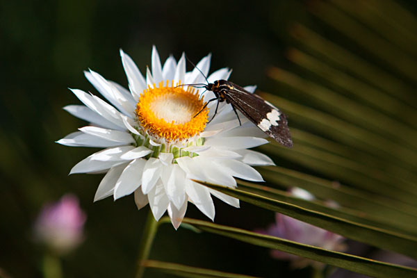 moth and everlasting flower