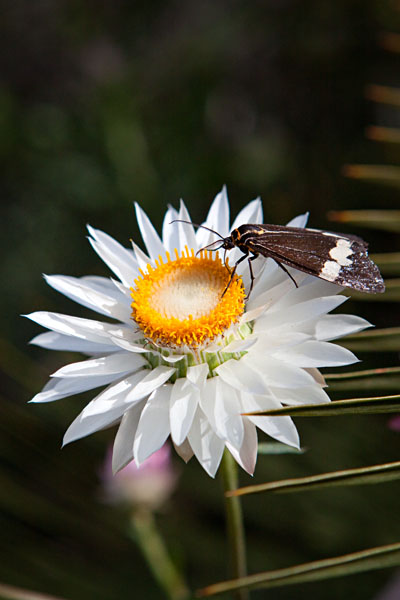 moth and everlasting flower