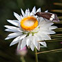 moth and everlasting flower
