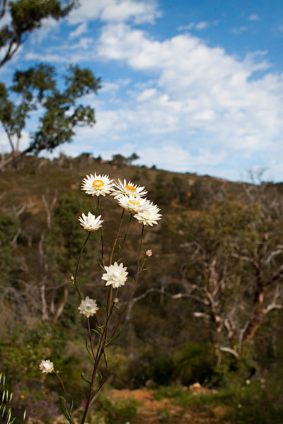 everlastings