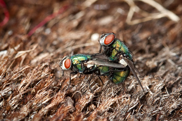 the birds and the bees...and...umm...the blowflies!