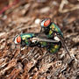 the birds and the bees...and...umm...the blowflies!