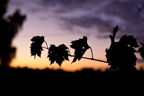 leaves at dusk