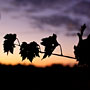 vine leaves at dusk