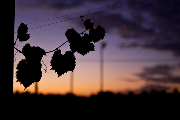 leaves at dusk