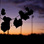 vine leaves at dusk