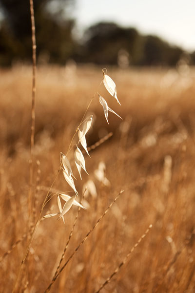 grass at sunset
