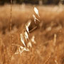 grass at sunset