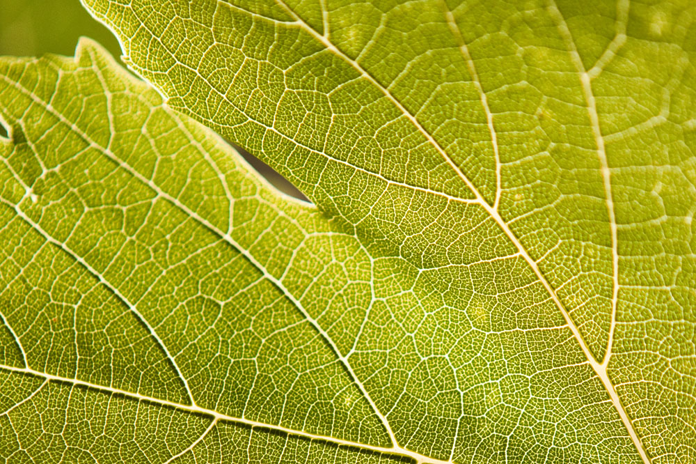 grape vine leaf detail
